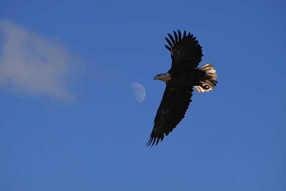 Eagle at Kessler, West Virginia